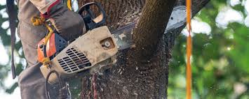 Best Tree and Shrub Care  in Shasta Lake, CA