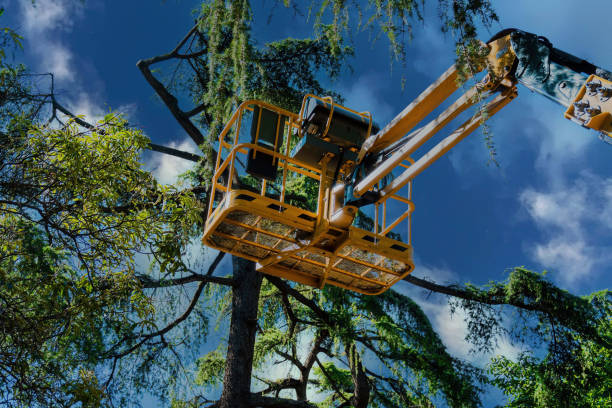 Best Tree Health Inspection  in Shasta Lake, CA