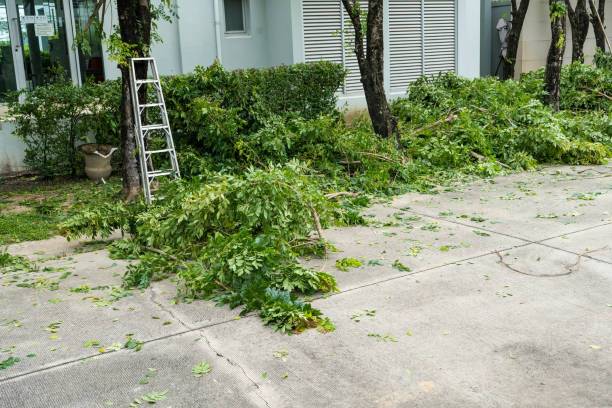 Best Lawn Drainage Solutions  in Shasta Lake, CA