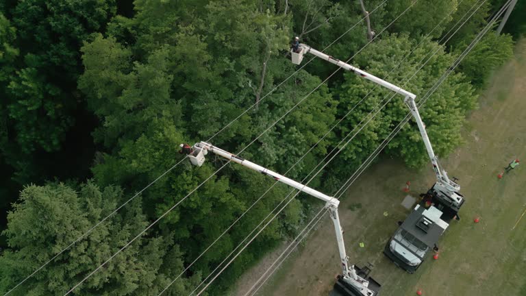 Professional Tree Removal in Shasta Lake, CA