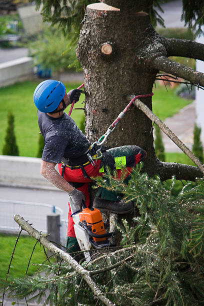 Best Commercial Tree Services  in Shasta Lake, CA