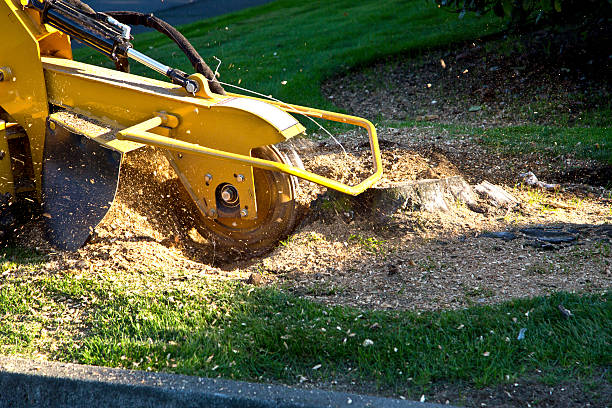 How Our Tree Care Process Works  in  Shasta Lake, CA